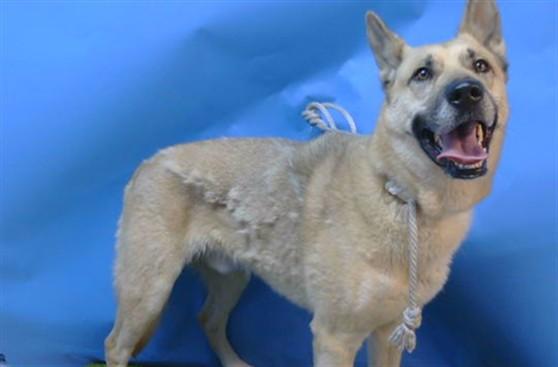 BLACKY, Adoptable, Adult Male German Shepherd Dog & Mixed Breed.