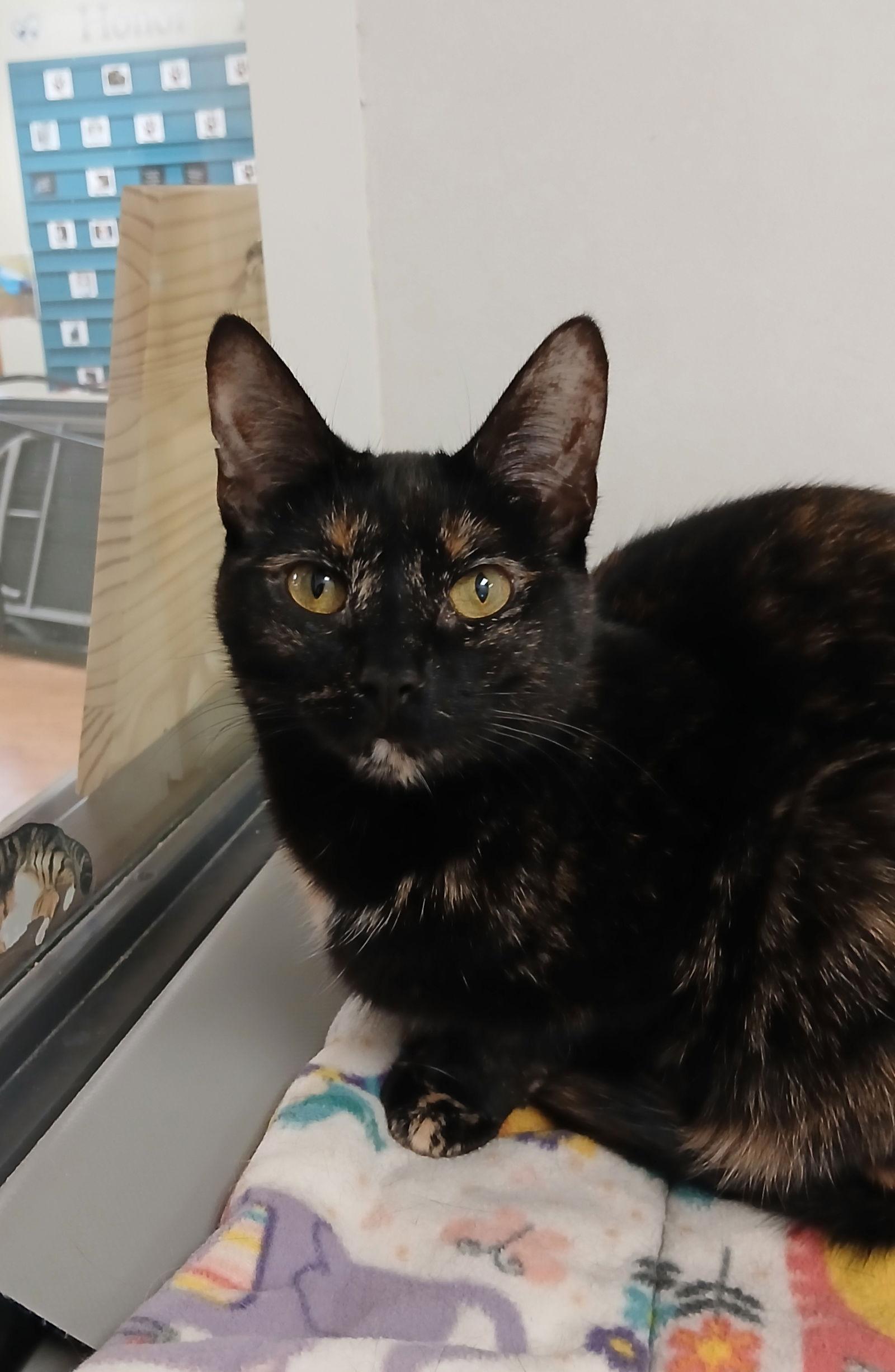 Tip Toe, Adoptable, Adult Female Domestic Short Hair & Tortoiseshell.