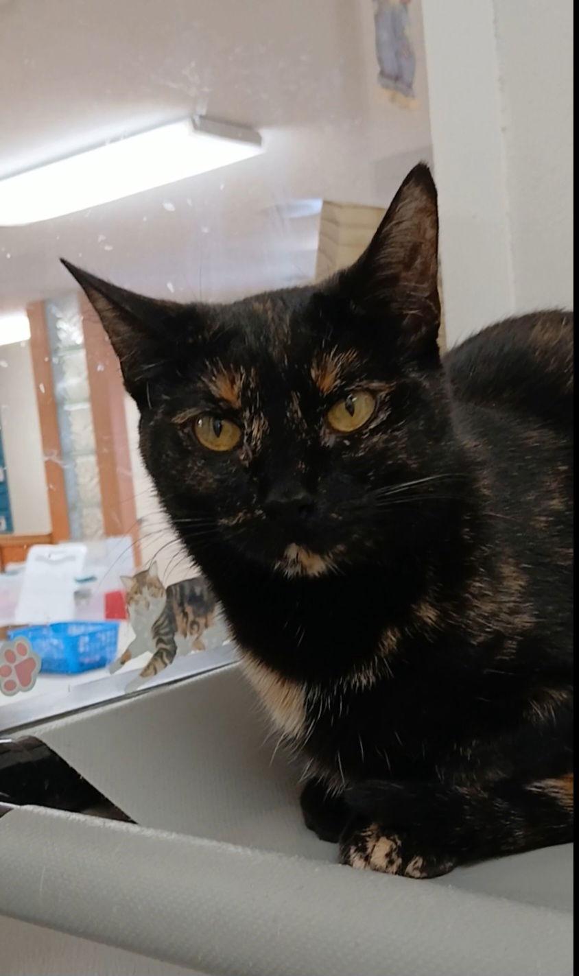 Enlarge Tip Toe, a Adoptable mixed breed in Bay City, MI image 1/2