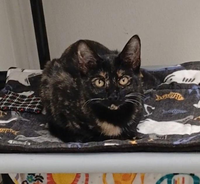 Tip Toe, Adoptable, Kitten Female Domestic Short Hair & Tortoiseshell.