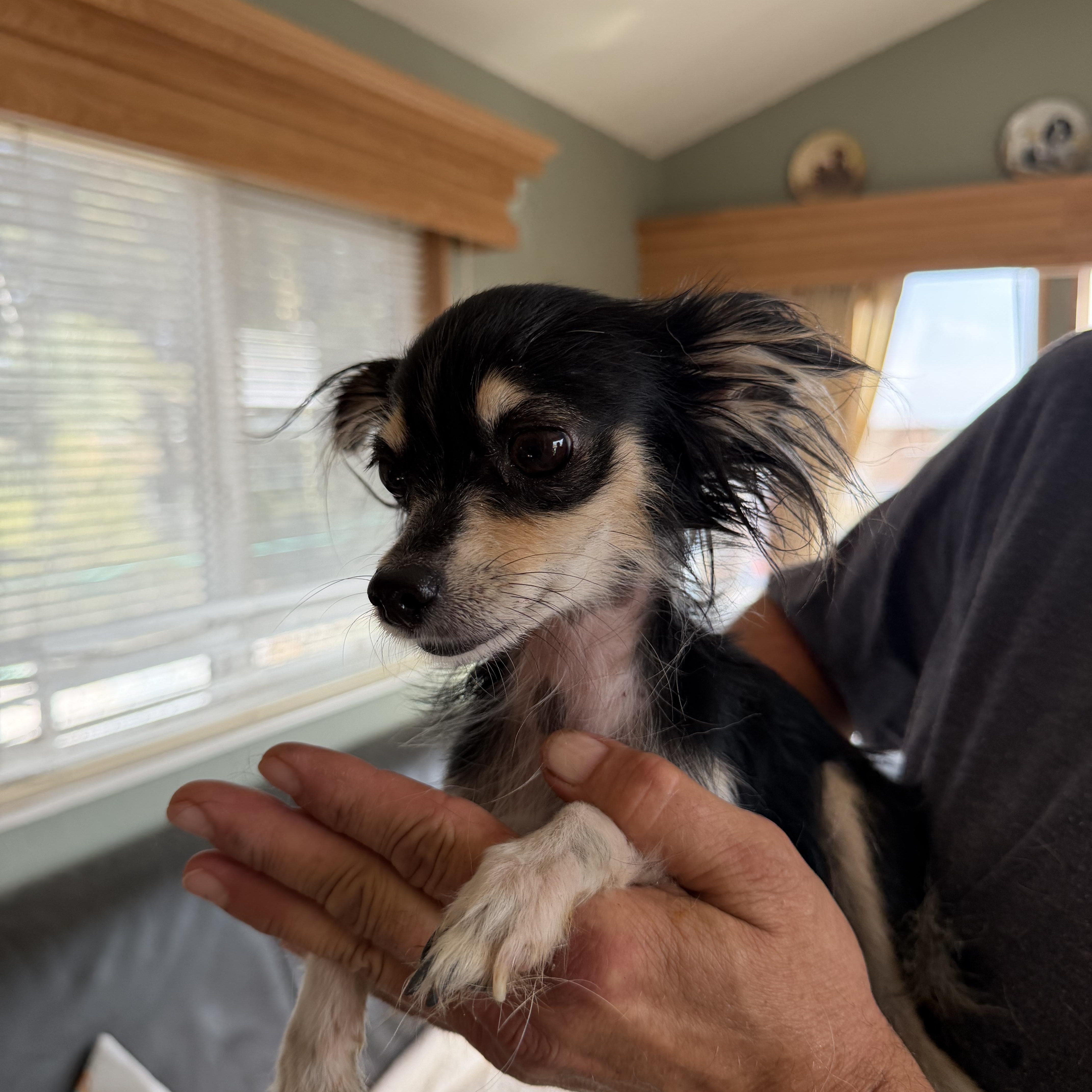 elizebeth, adopted, Young Female Chihuahua.