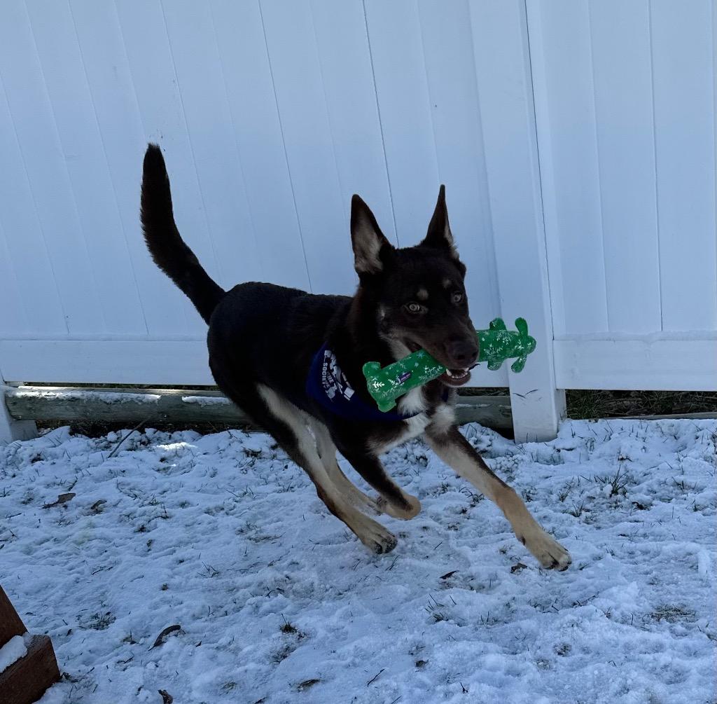 Enlarge Bruno, a Adoptable Australian Kelpie in Logan, UT image 1/2