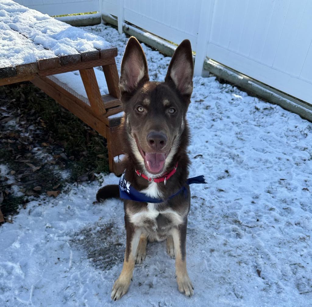 Enlarge Bruno, a Adoptable Australian Kelpie in Logan, UT image 2/2