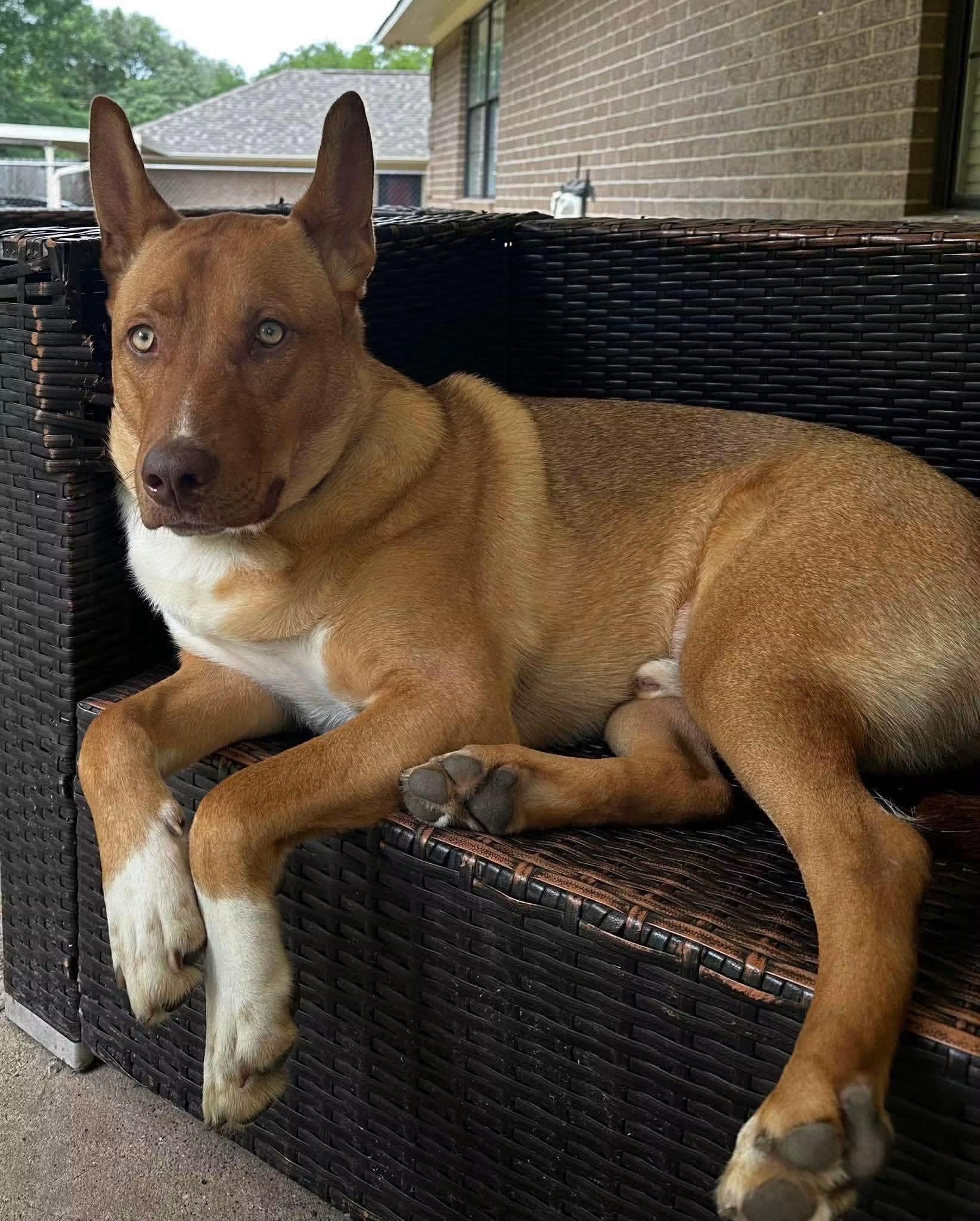 Enlarge Leo, a Adoptable mixed breed in Tyler, TX image 1/1