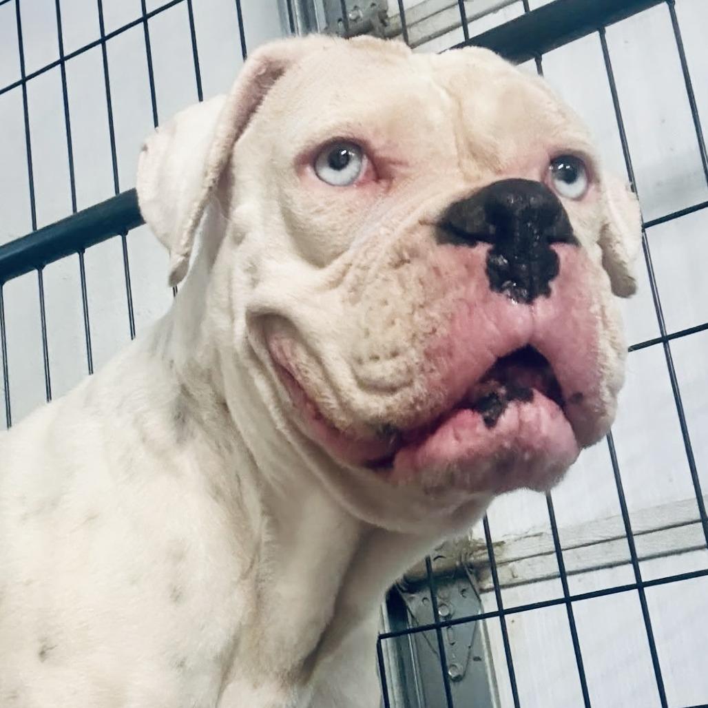 Clover, Adoptable, Adult Female Boxer.