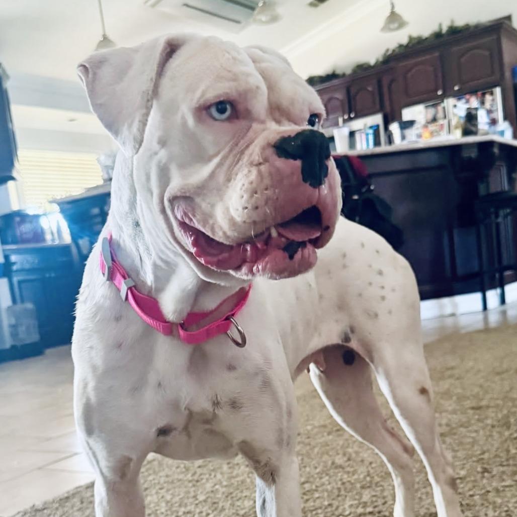 Clover, a Adoptable Boxer in McMinnville, OR image 2/2