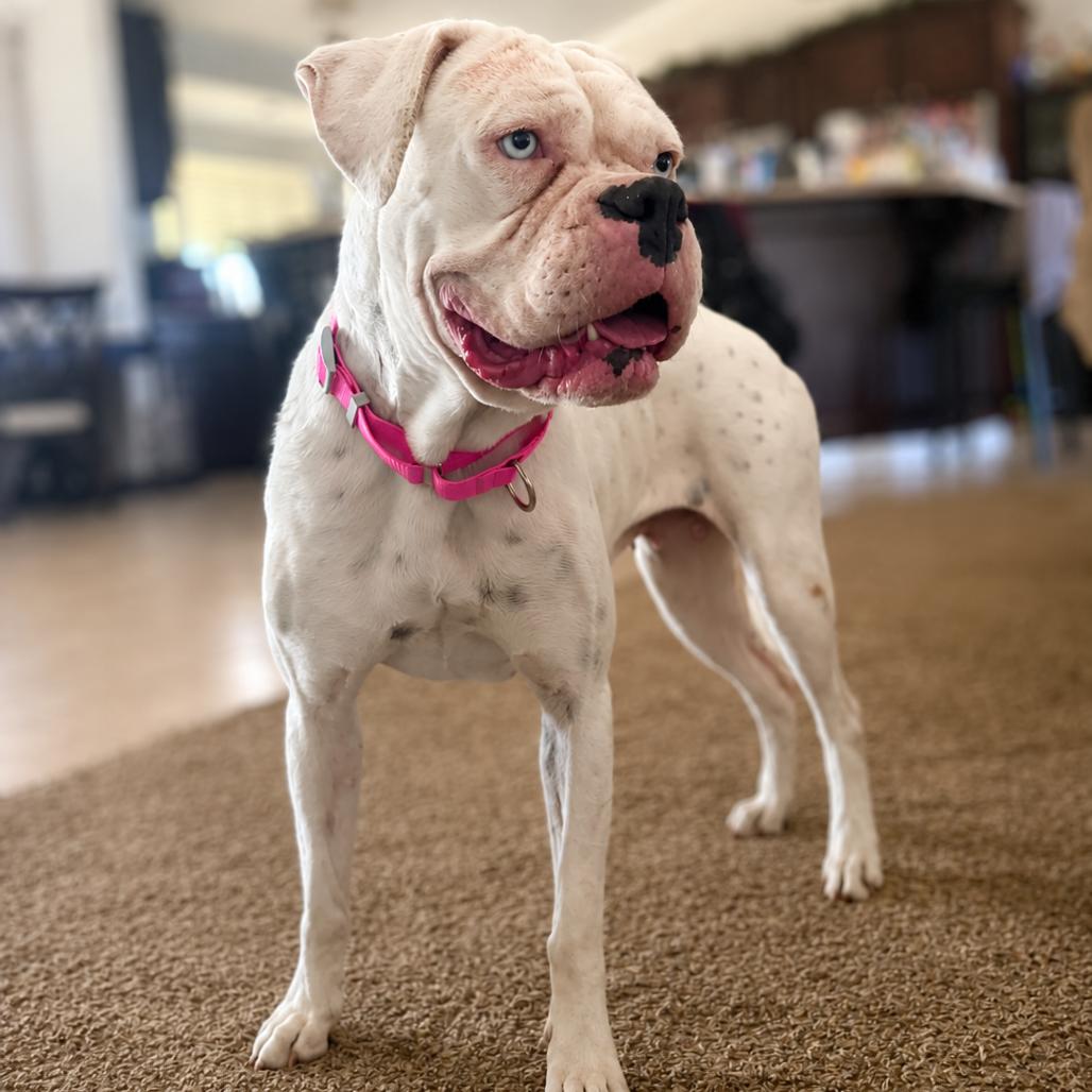 Enlarge Clover, a Adoptable Boxer in McMinnville, OR image 2/2