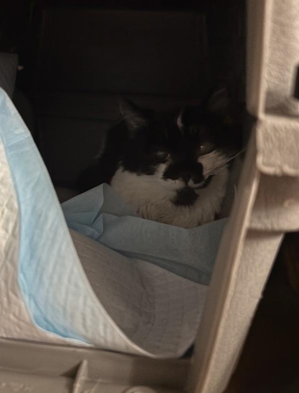 Short Cake, Adoptable, Young Female Domestic Medium Hair.