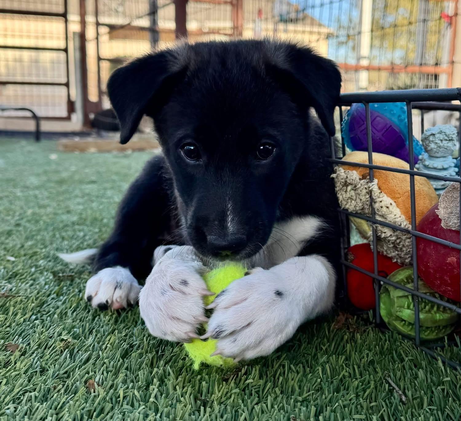 Enlarge Donna, a ADOPTABLE mixed breed in Southlake, TX image 5/6