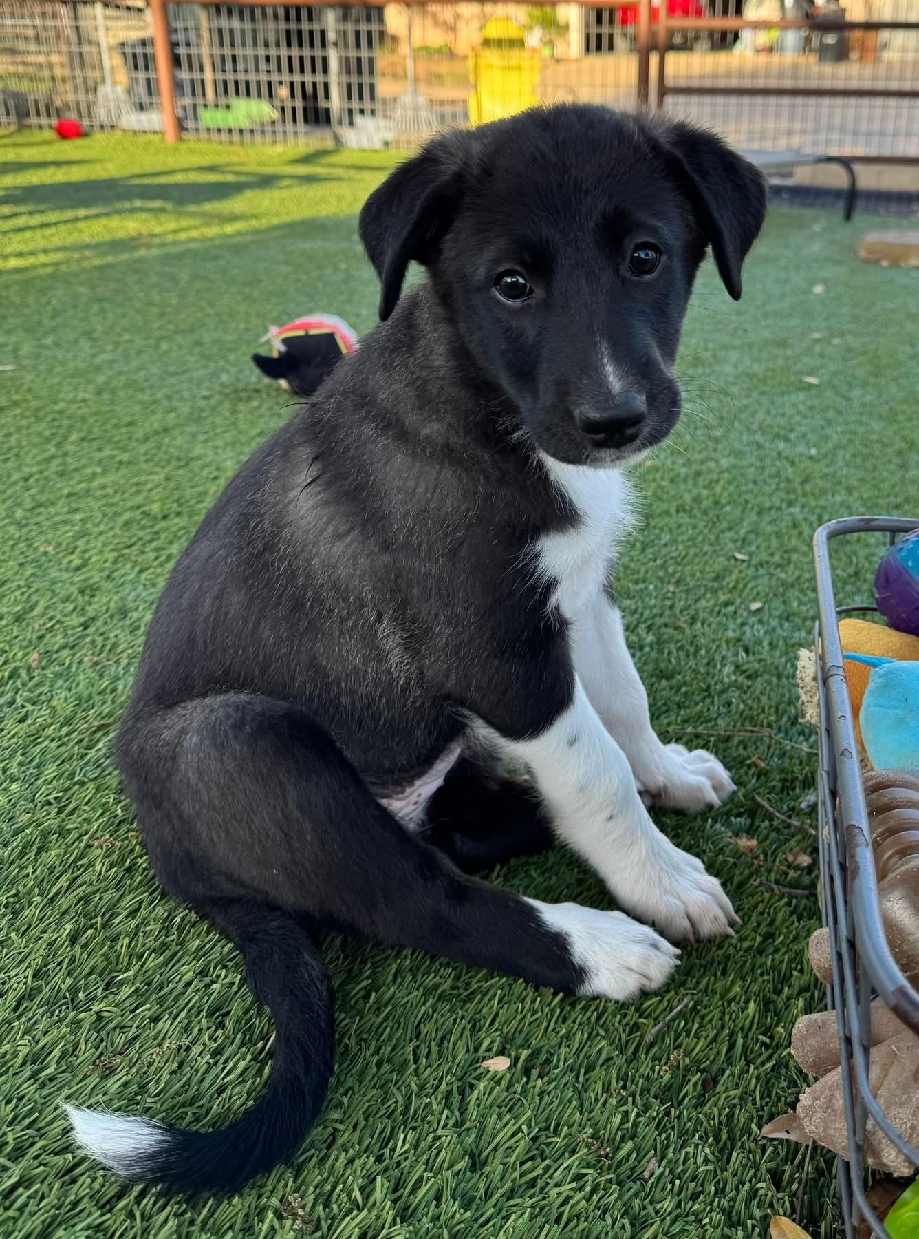Enlarge Donna, a ADOPTABLE mixed breed in Southlake, TX image 3/6
