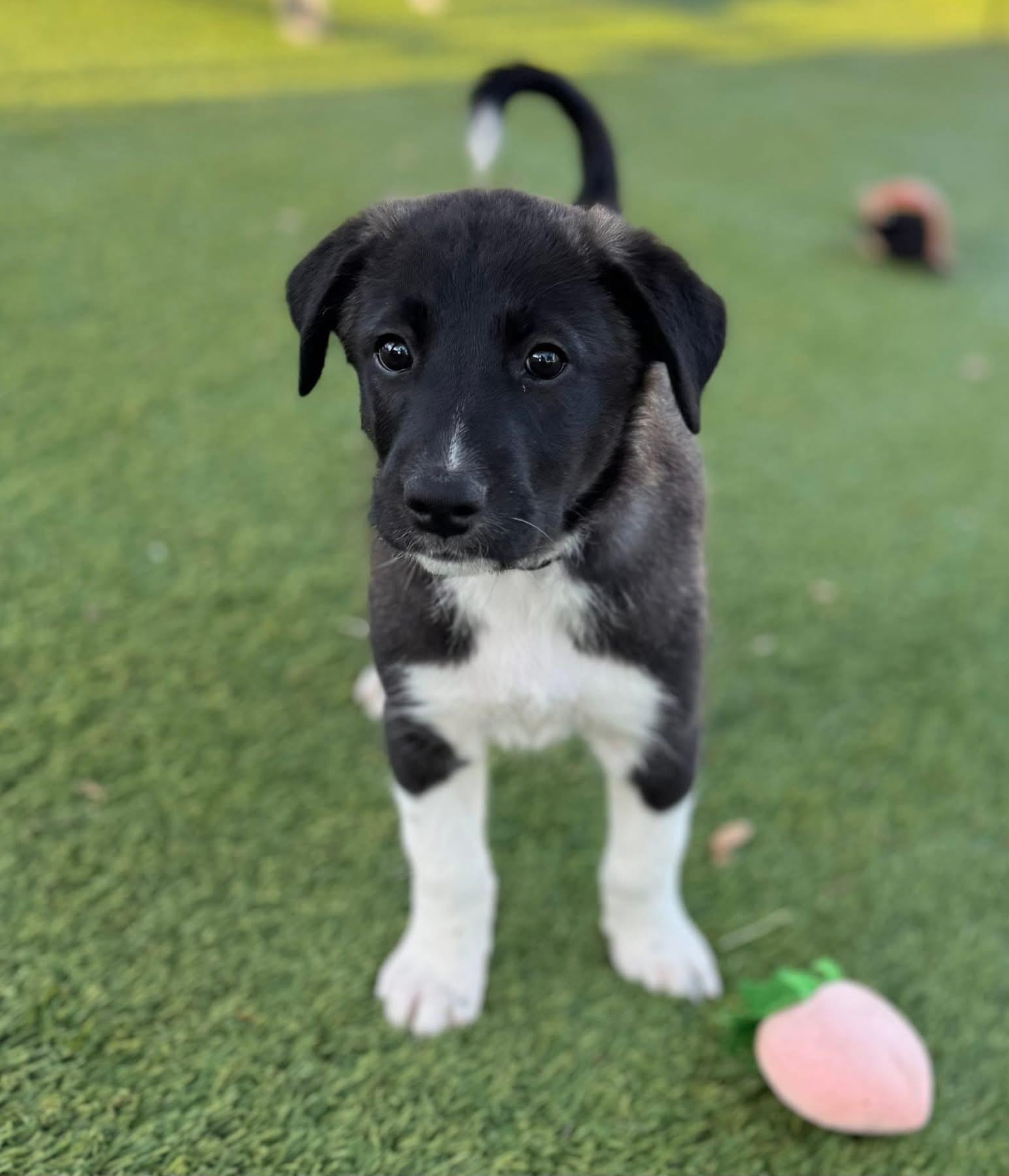 Enlarge Donna, a ADOPTABLE mixed breed in Southlake, TX image 2/6