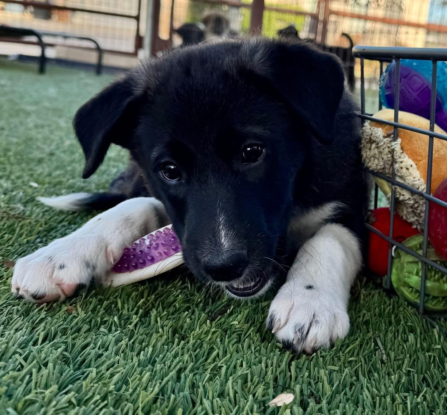 Enlarge Donna, a ADOPTABLE mixed breed in Southlake, TX image 4/6