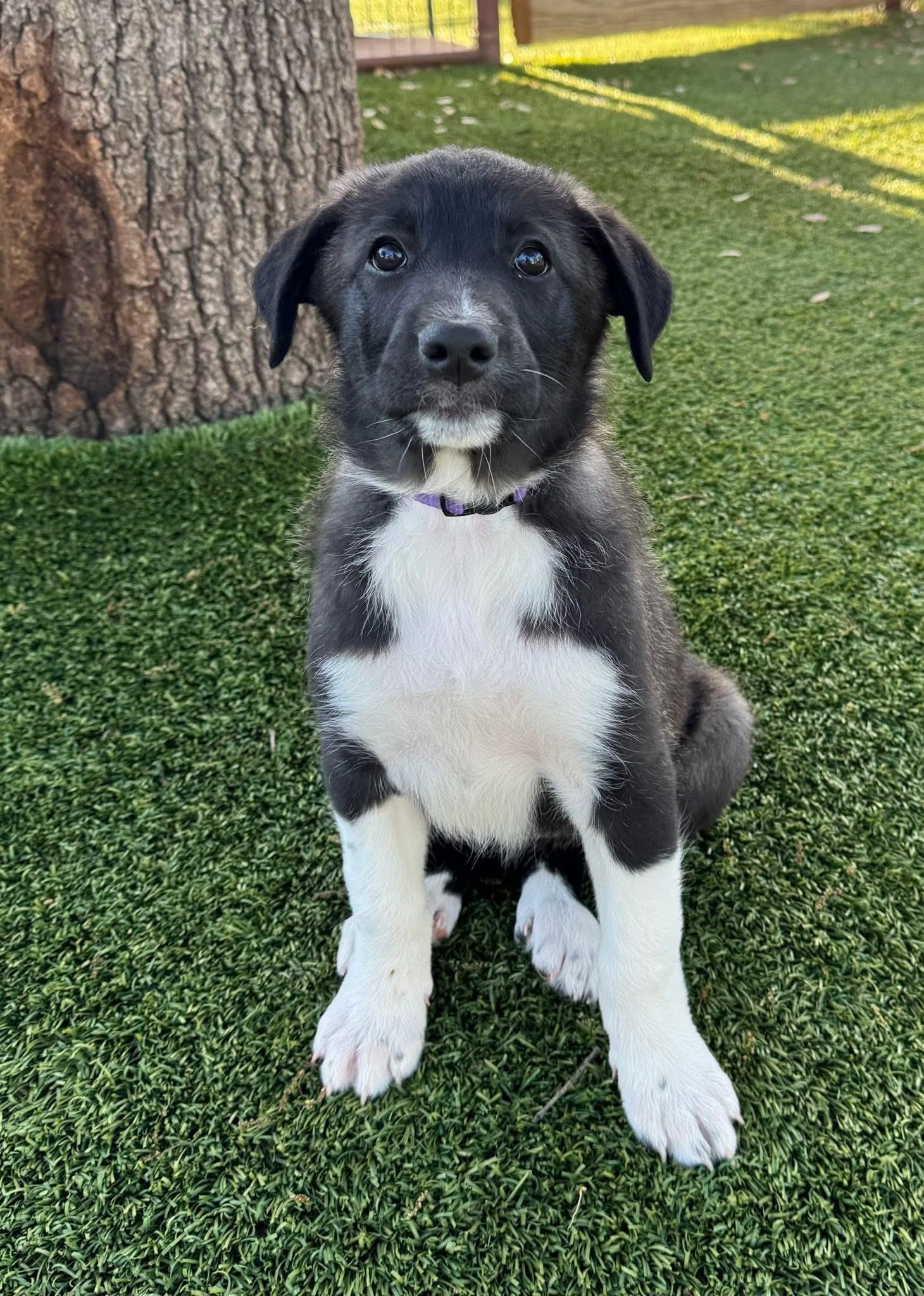 Enlarge Donna, a ADOPTABLE mixed breed in Southlake, TX image 6/6