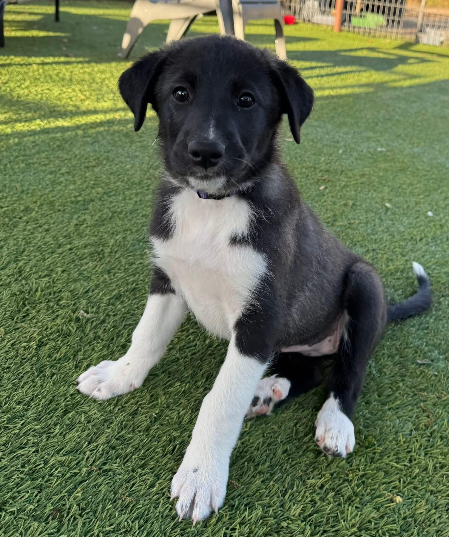 Donna, ADOPTABLE, Puppy Female Great Pyrenees.