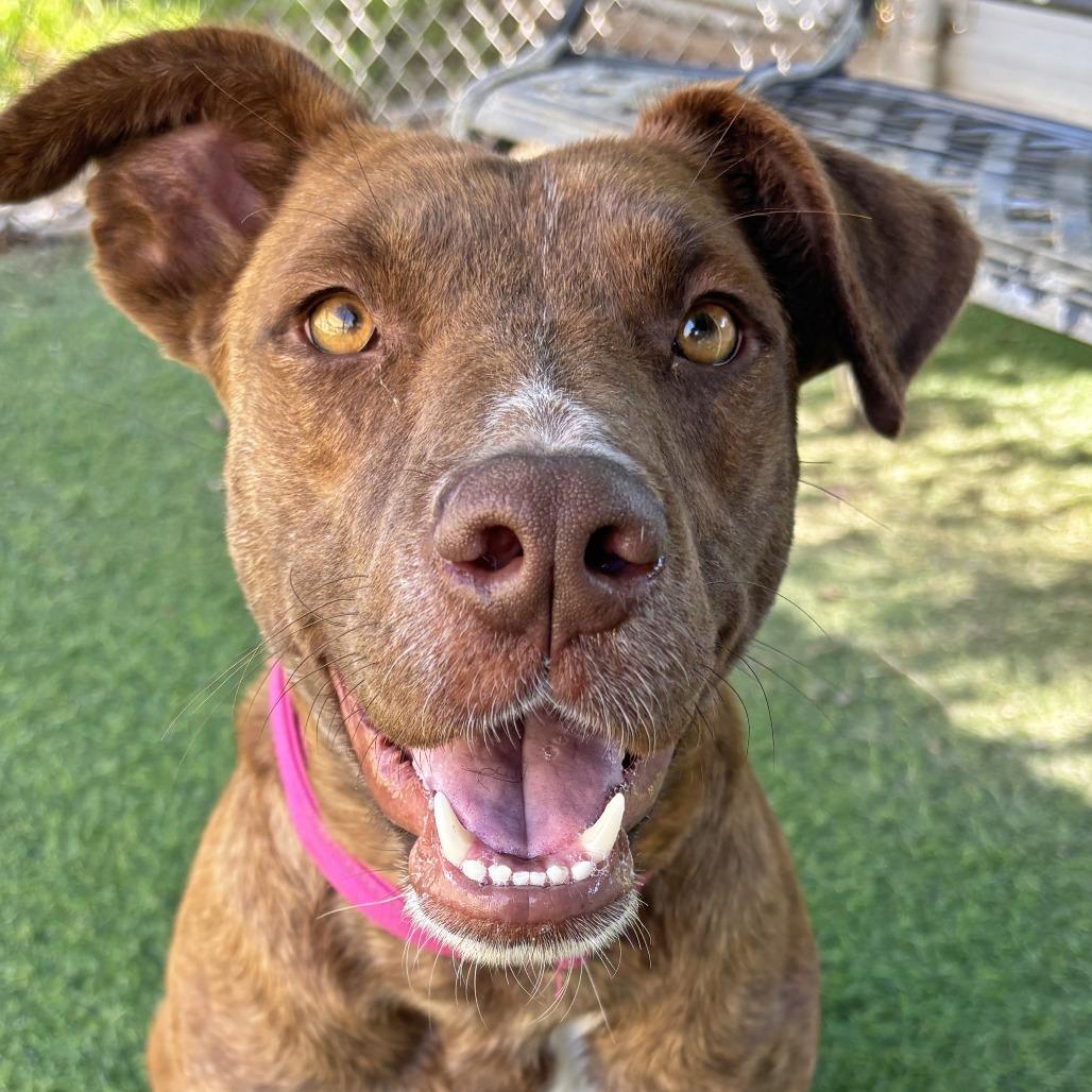 Missy, Adoptable, Young Female Plott Hound.
