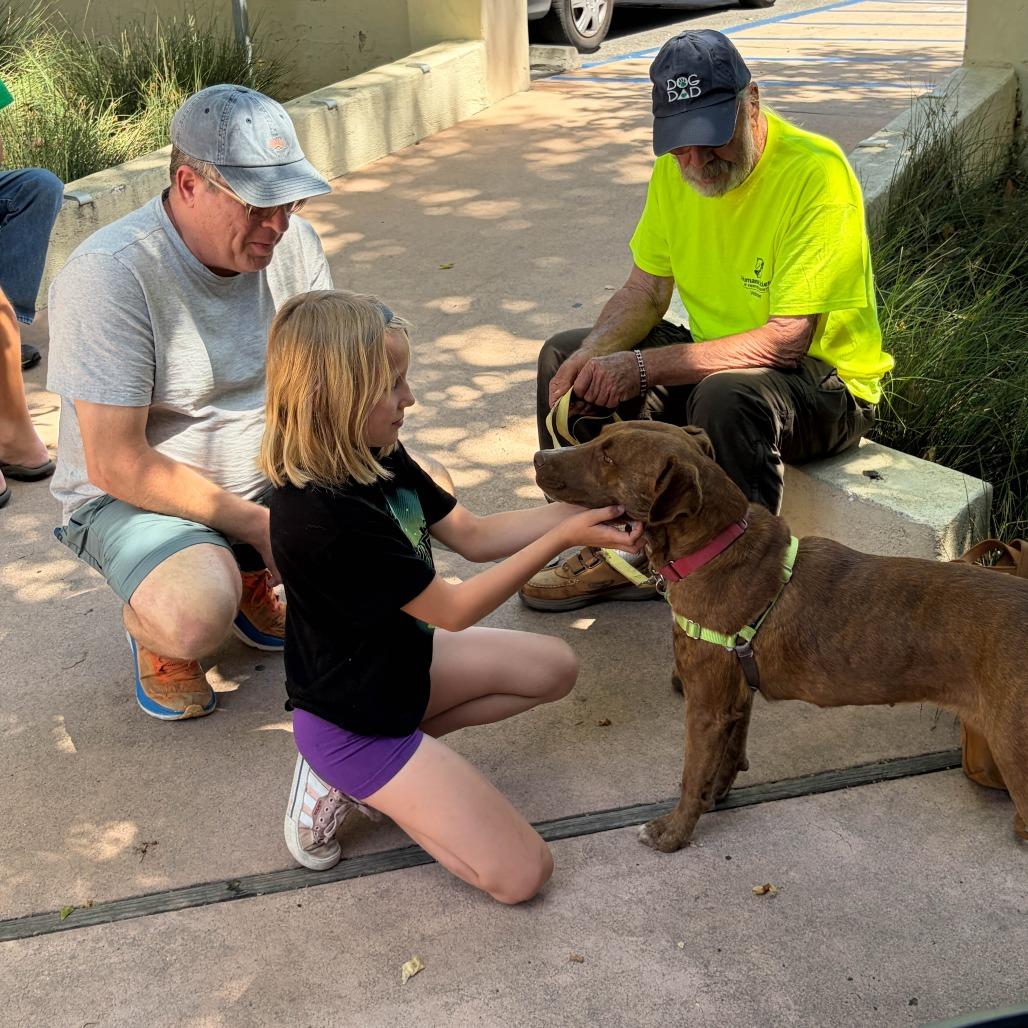 Enlarge Missy, a Adoptable Plott Hound in Ojai, CA image 2/6