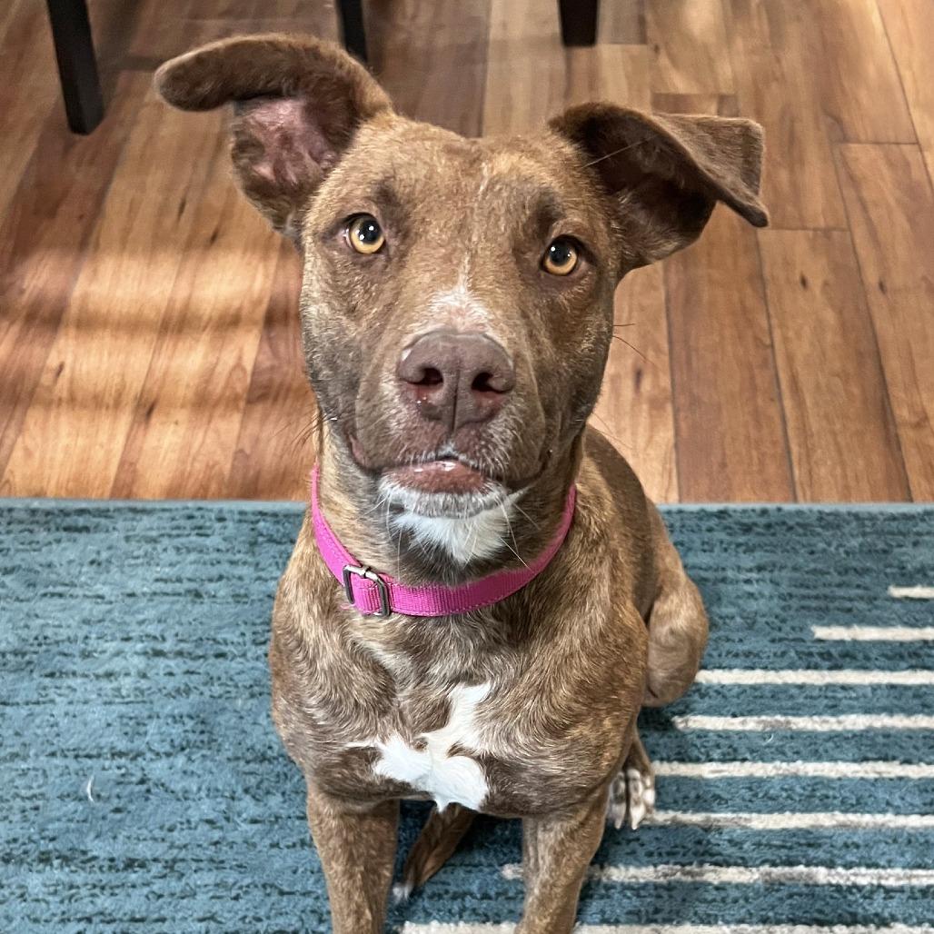 Enlarge Missy, a Adoptable Plott Hound in Ojai, CA image 3/6