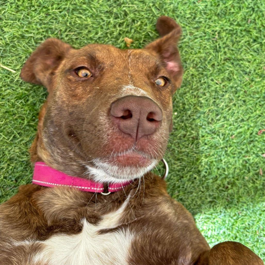 Enlarge Missy, a Adoptable Plott Hound in Ojai, CA image 4/6