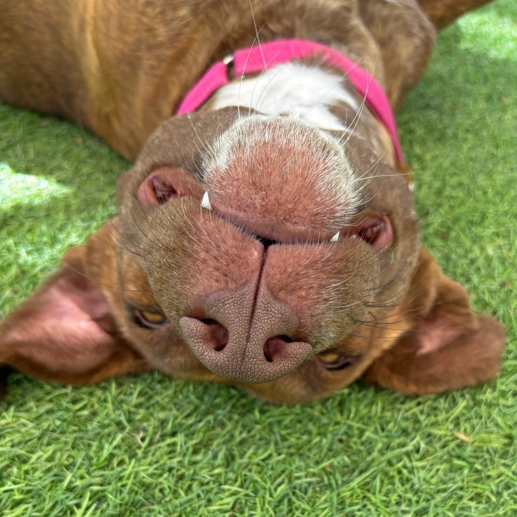 Enlarge Missy, a Adoptable Plott Hound in Ojai, CA image 6/6