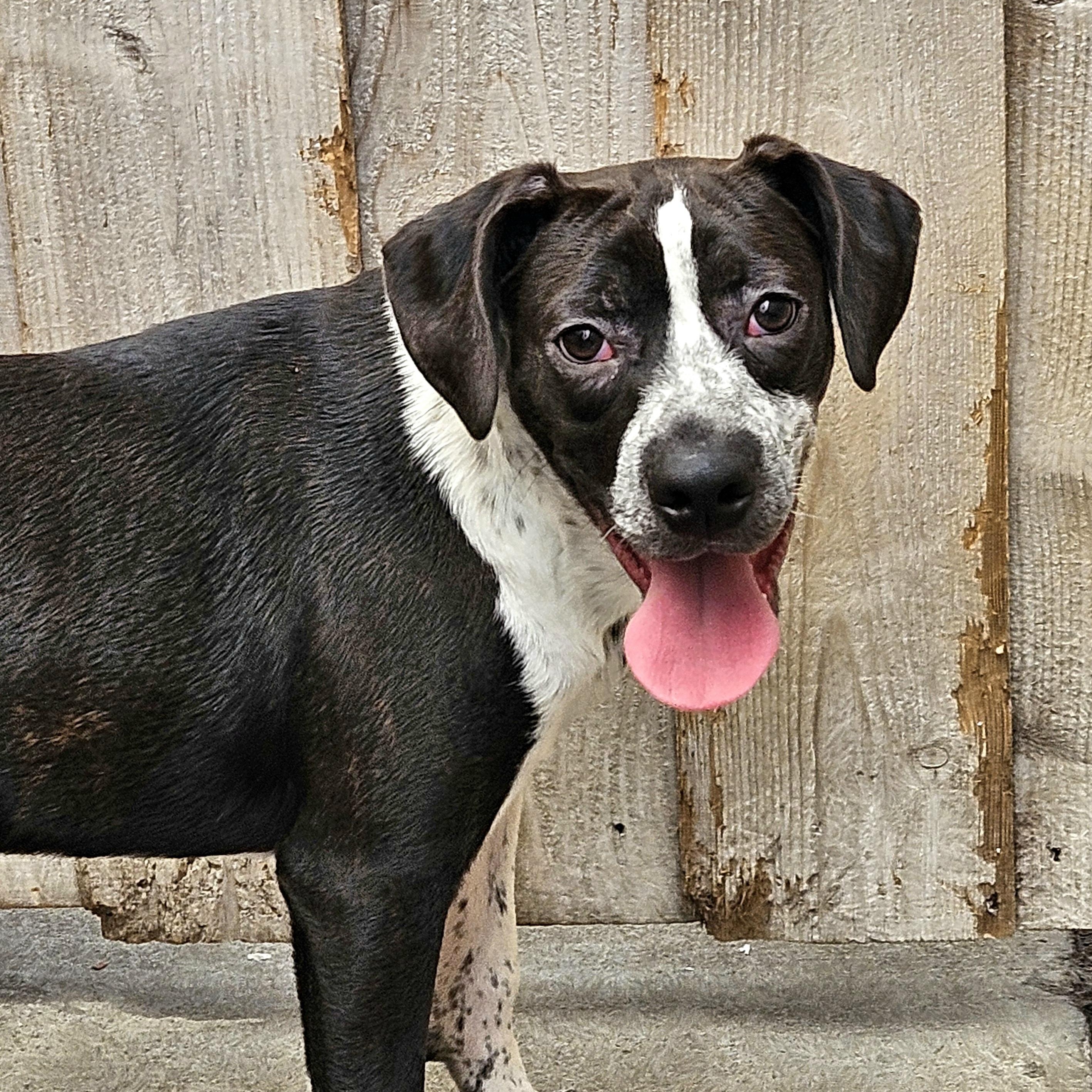 Enlarge Colby, a ADOPTABLE mixed breed in Chicago, IL image 4/6
