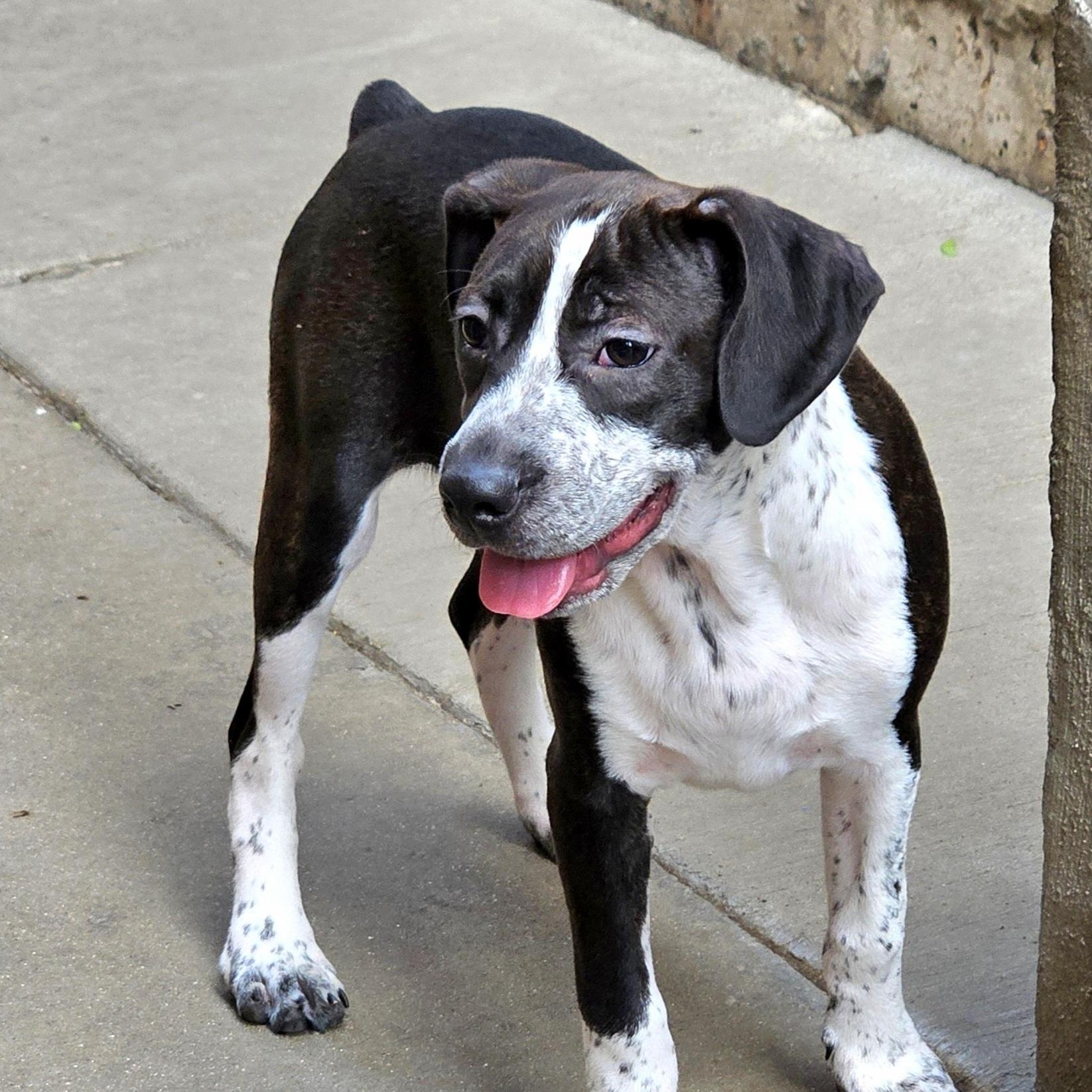 Enlarge Colby, a ADOPTABLE mixed breed in Chicago, IL image 5/6