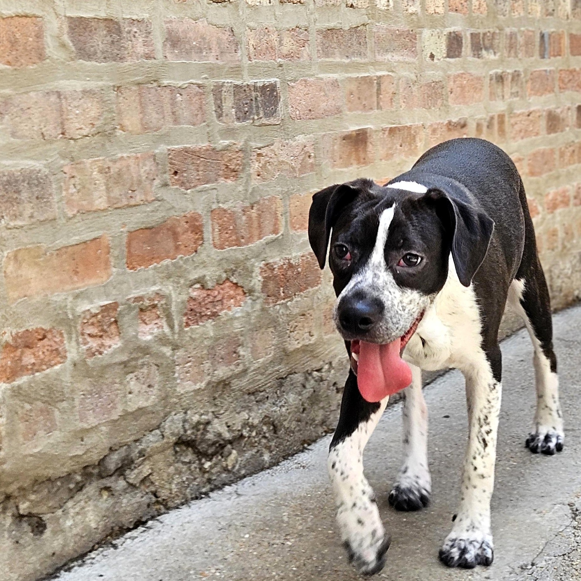 Enlarge Colby, a ADOPTABLE mixed breed in Chicago, IL image 3/6