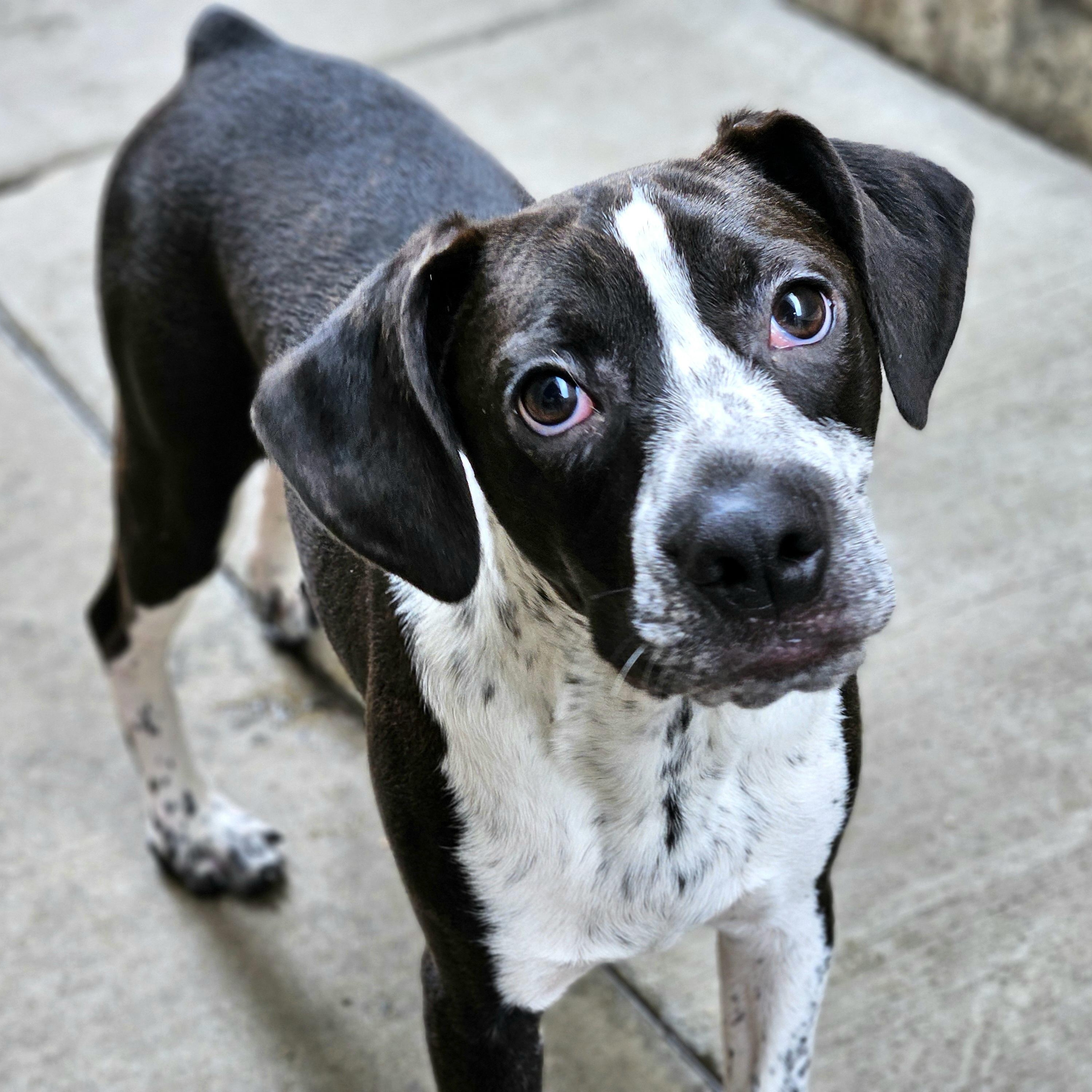 Colby, ADOPTABLE, Puppy Male Boston Terrier & Beagle.