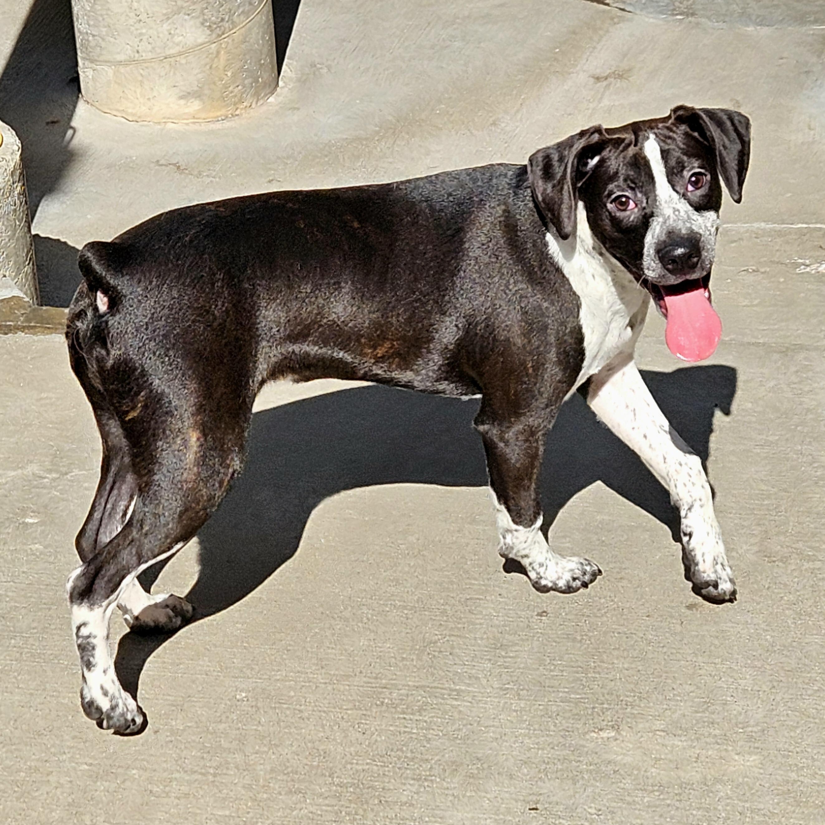Enlarge Colby, a ADOPTABLE mixed breed in Chicago, IL image 6/6