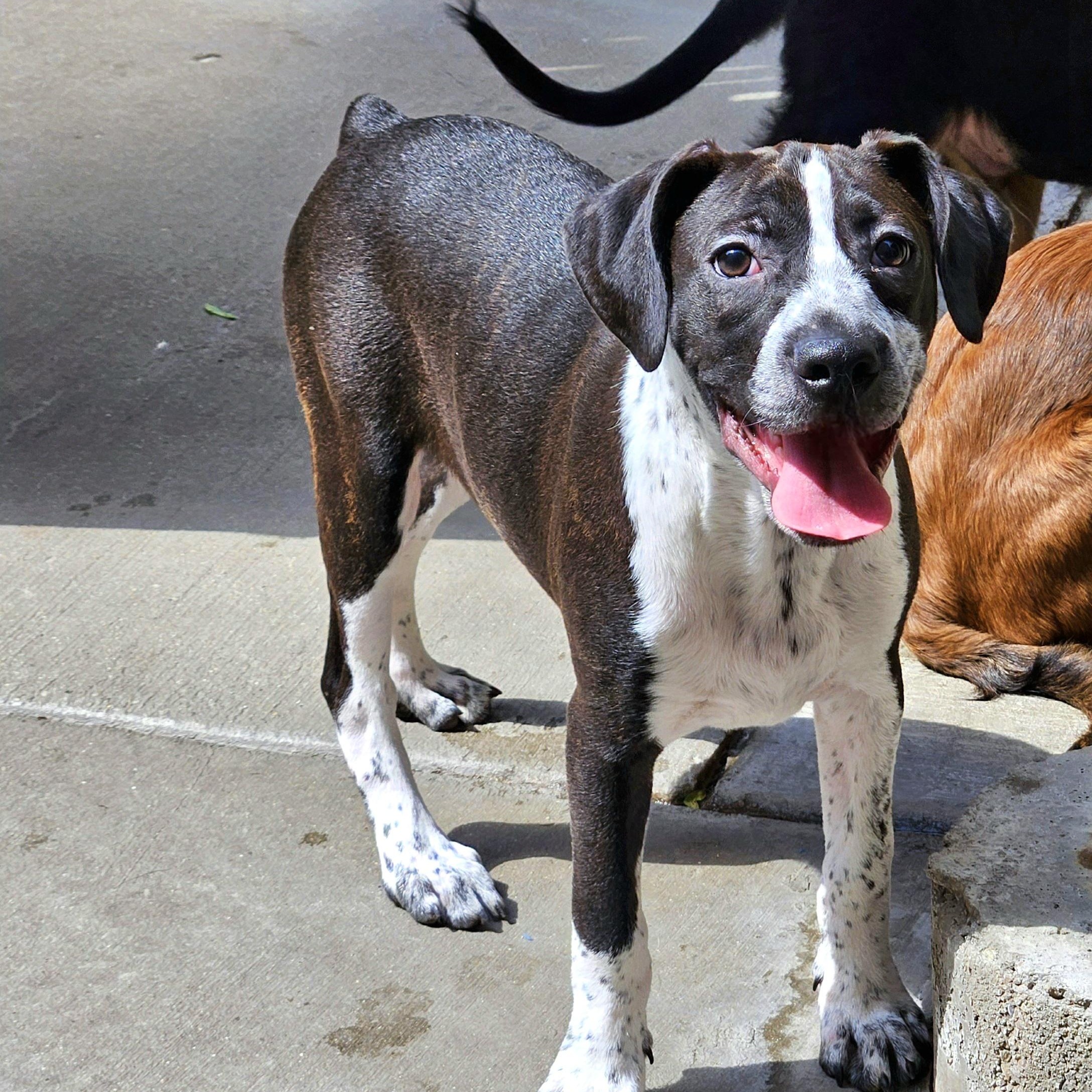 Enlarge Colby, a ADOPTABLE mixed breed in Chicago, IL image 2/6