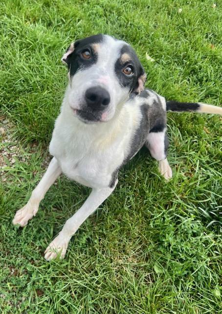 REBA, an adopted mixed breed in Belmont, NY image 1/3