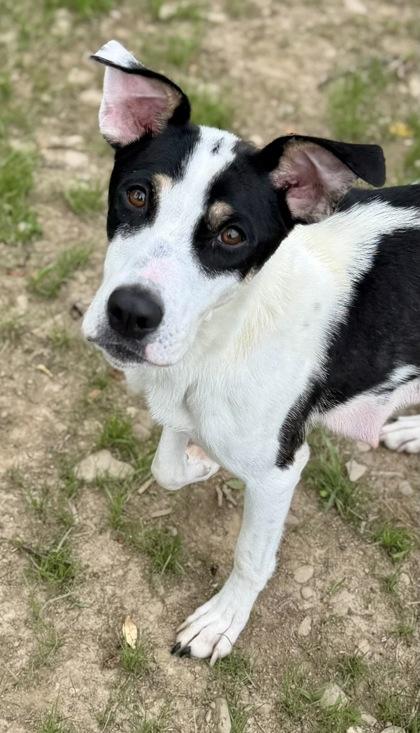 REBA, an adopted mixed breed in Belmont, NY image 3/3