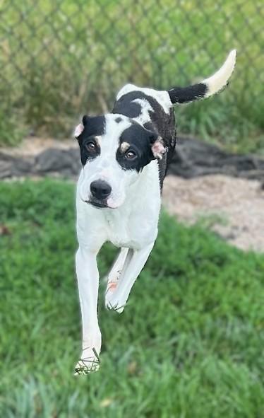 REBA, an adopted mixed breed in Belmont, NY image 2/3