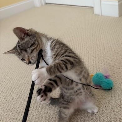 Enlarge CP - NC Blossom, a Adopted Domestic Short Hair in Winston Salem, NC image 3/5