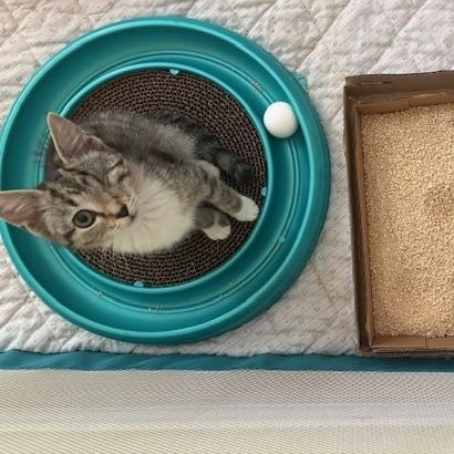 Enlarge CP - NC Blossom, a Adopted Domestic Short Hair in Winston Salem, NC image 5/5