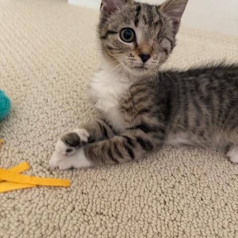 Enlarge CP - NC Blossom, a Adopted Domestic Short Hair in Winston Salem, NC image 2/5