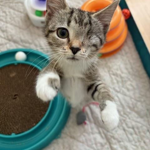 CP - NC Blossom, Baby Female Domestic Short Hair