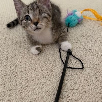 Enlarge CP - NC Blossom, a Adopted Domestic Short Hair in Winston Salem, NC image 4/5