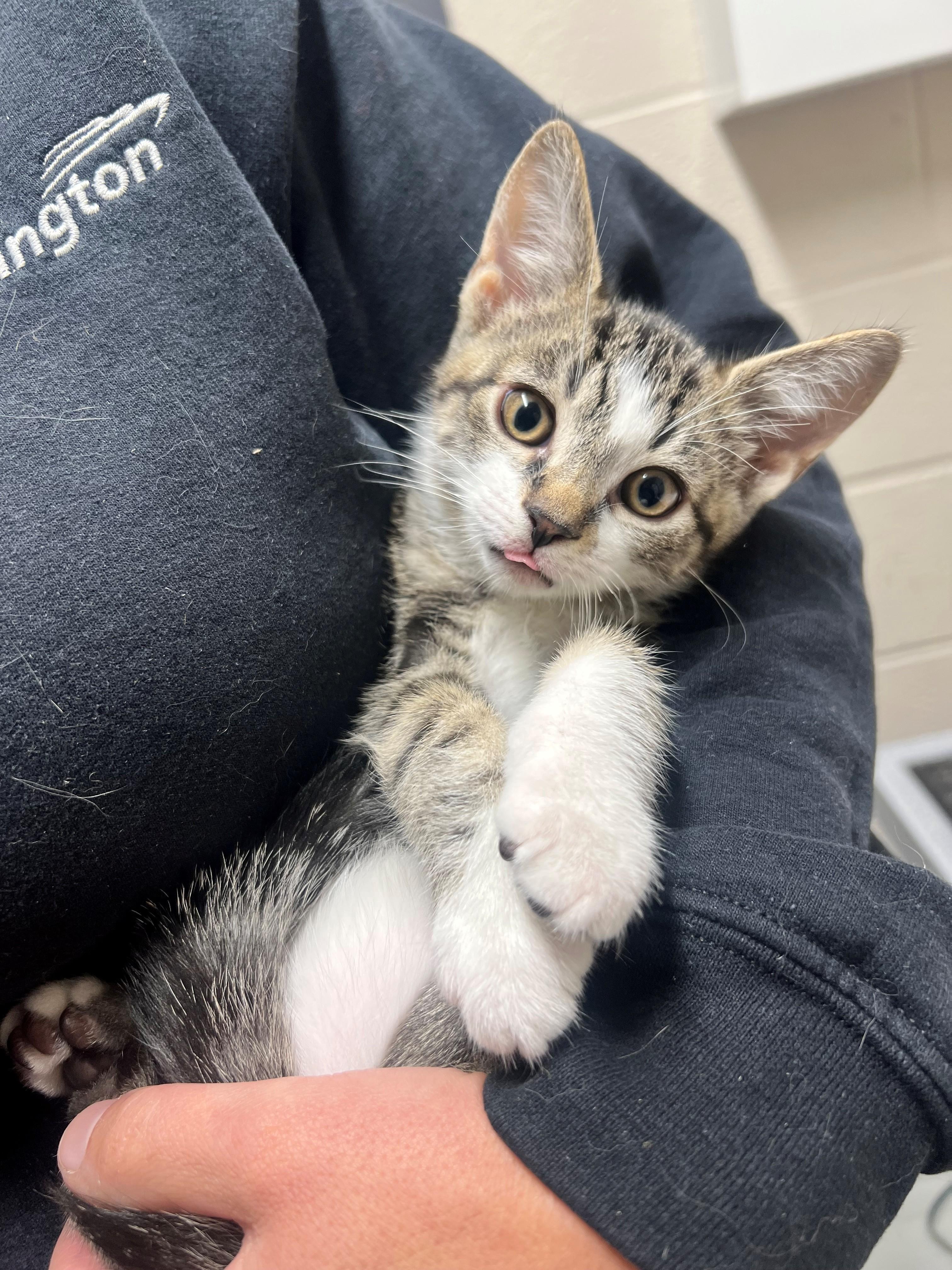 Nibbles CS-268/26, Adoptable, Kitten Male Domestic Short Hair.