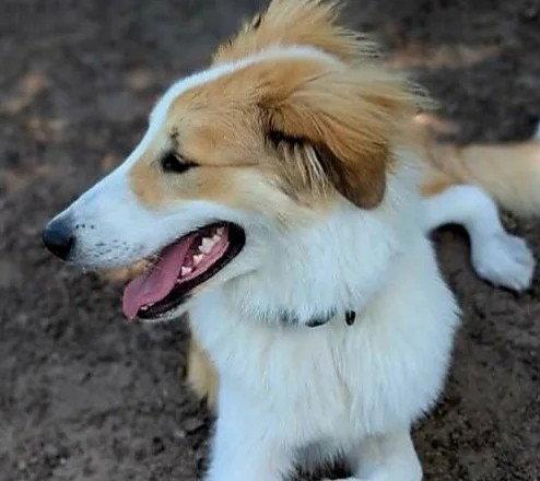Muppet (adoption pending), Adoptable, Young Male Collie.
