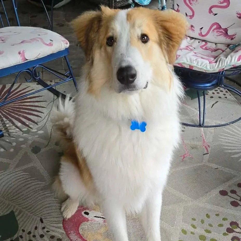 Enlarge Muppet (adoption pending), a Adoptable Collie in Dublin, OH image 2/3