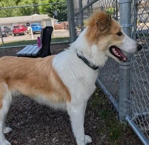 Enlarge Muppet (adoption pending), a Adoptable Collie in Dublin, OH image 3/3