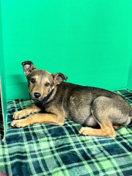 Hal, Adoptable, Puppy Male Mixed Breed & Mixed Breed.