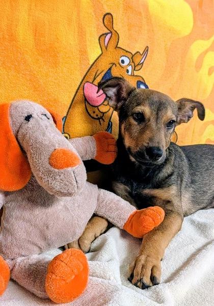 Hal, a Adoptable mixed breed in Houston, TX image 2/2