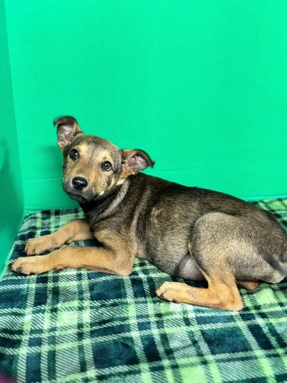 Hal, Adoptable, Puppy Male Mixed Breed & Mixed Breed.