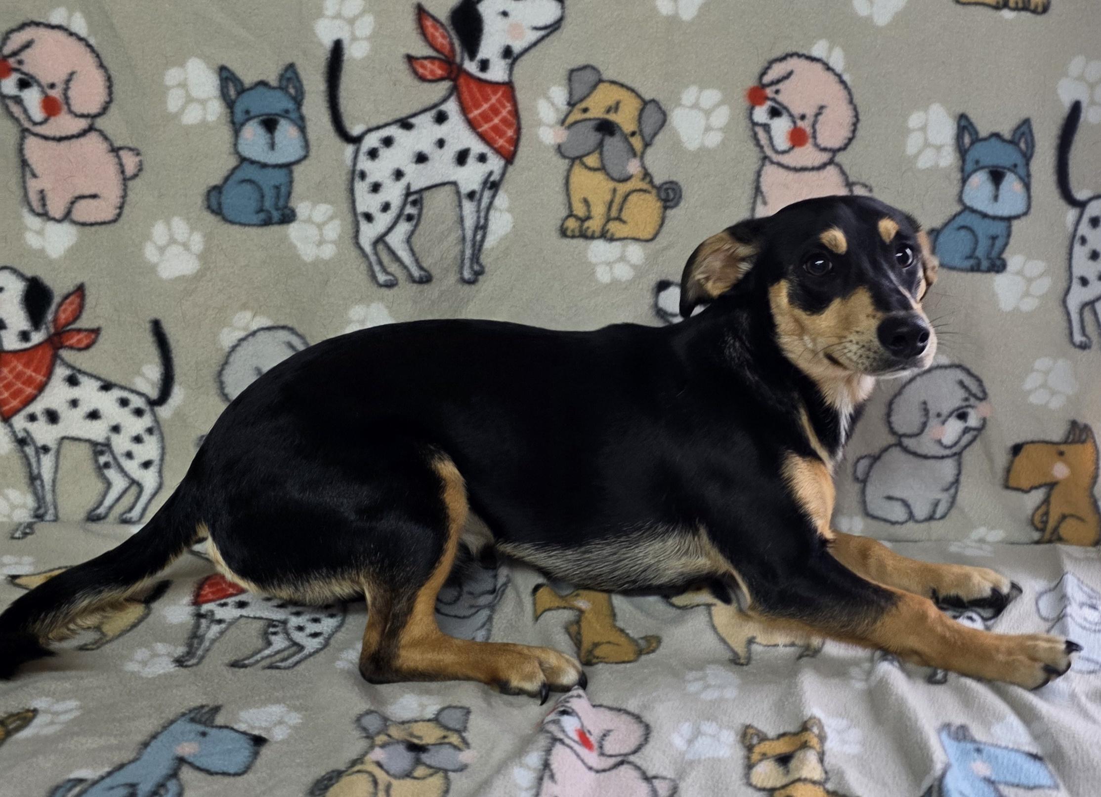 Beach Boy!, a ADOPTABLE mixed breed in Dallas, GA image 5/5