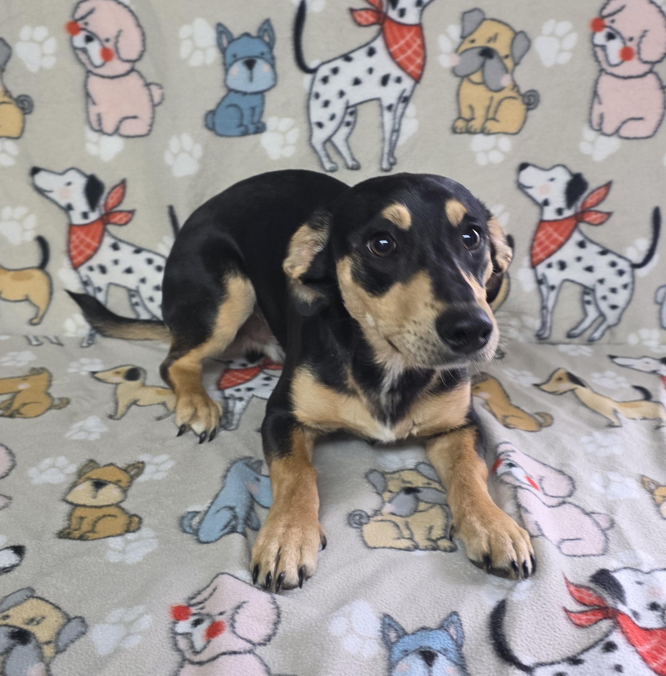 Beach Boy!, a ADOPTABLE mixed breed in Dallas, GA image 4/5