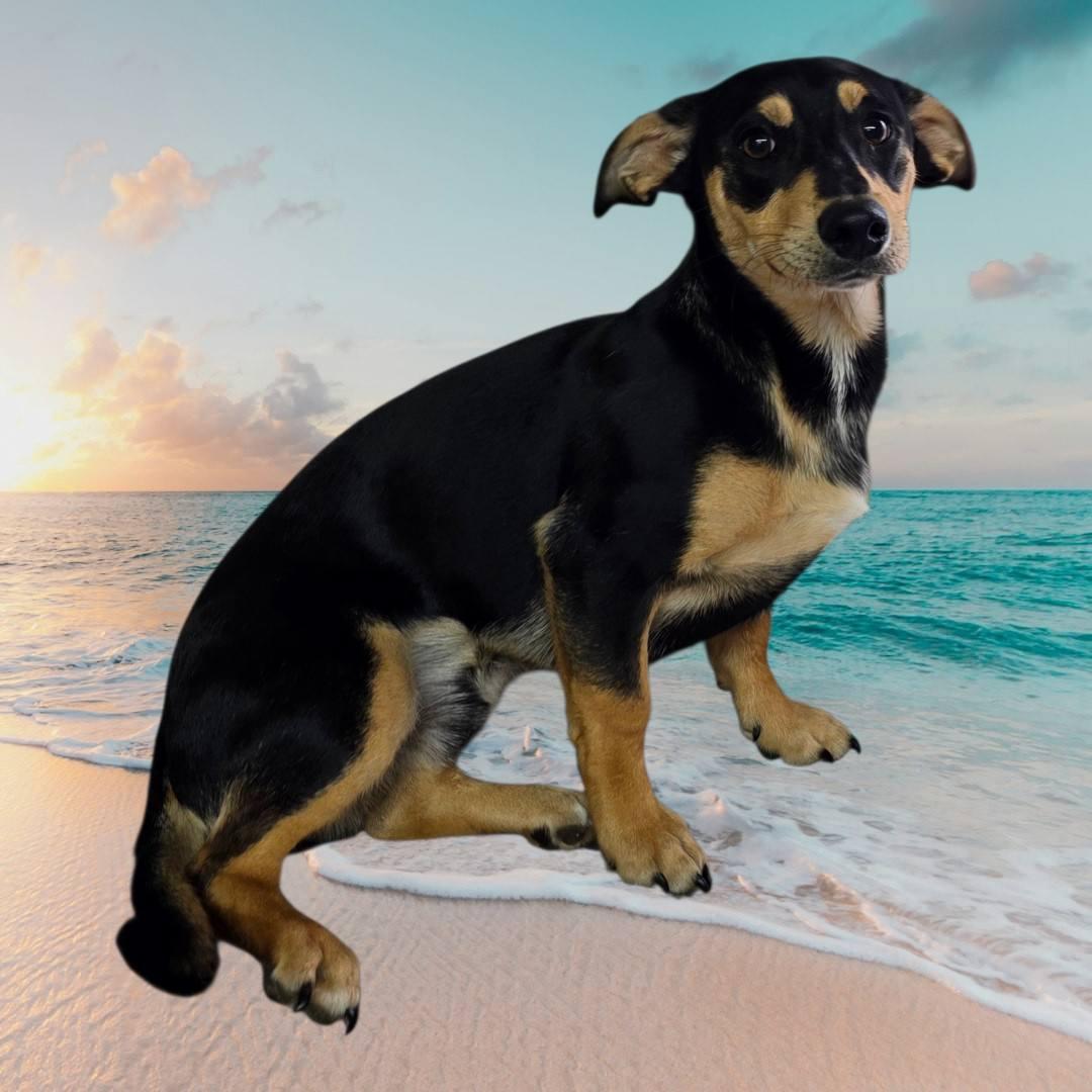 Enlarge Beach Boy!, a ADOPTABLE mixed breed in Dallas, GA image 1/1