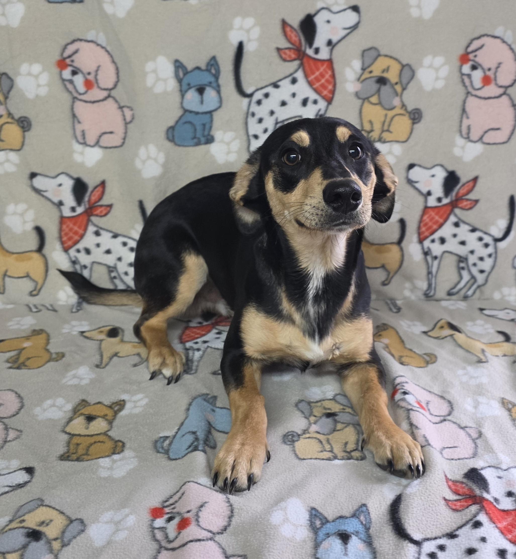 Beach Boy!, a ADOPTABLE mixed breed in Dallas, GA image 3/5