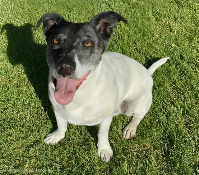 DONUT, Adoptable, Adult Female Australian Cattle Dog / Blue Heeler & Cardigan Welsh Corgi.