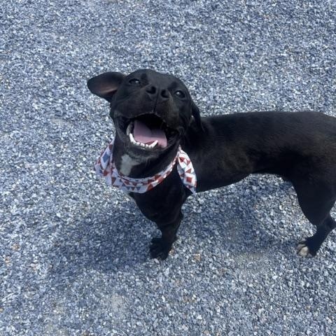 Enlarge Flora, a ADOPTABLE mixed breed in Marion, NC image 1/4